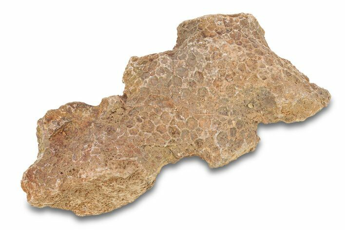 Fossil Tabulate Coral - Western Sahara, Morocco #289595